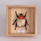 Cetoniinae - Série d'objets insectes, dans une boîte décorative en paulownia, technique kimekomi, Taille de la boîte : H5 × W11 × D11 cm